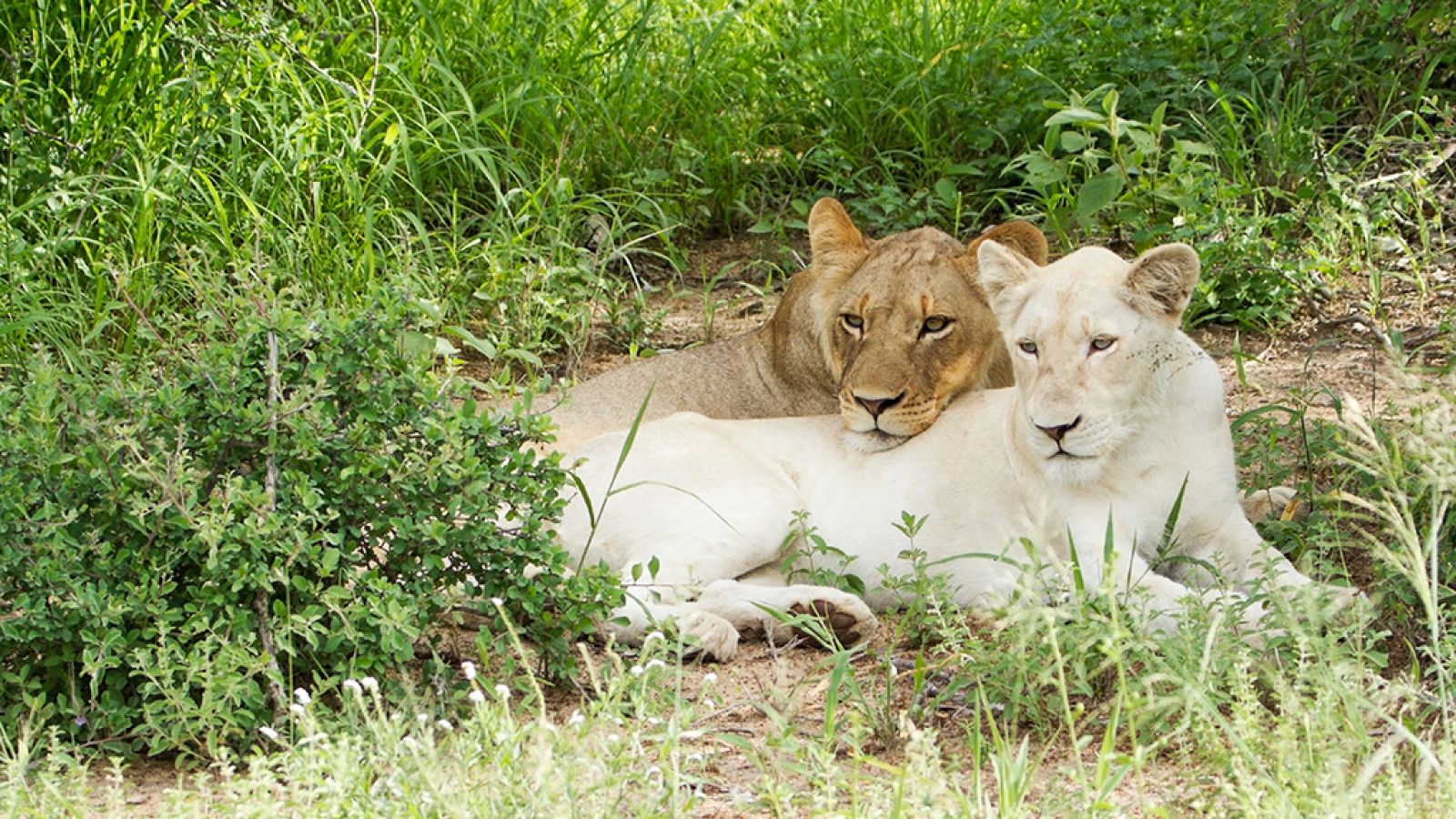 Grandes documentales - Leones Blancos, nacidos salvajes: La lucha por la supervivencia