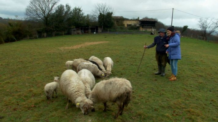 Aquí la Tierra - Jerónimo y sus razas asturianas
