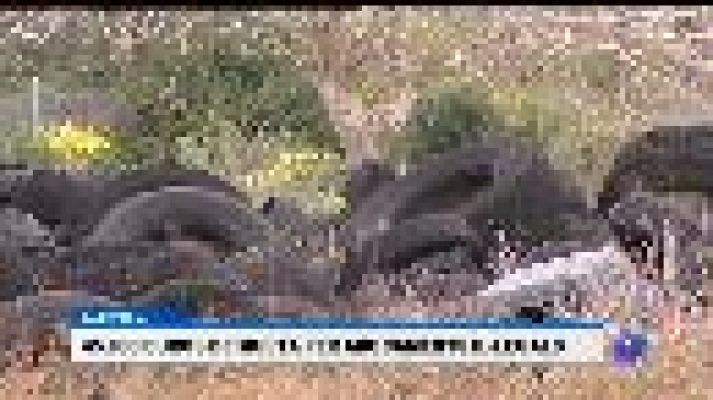 Informatiu Balear - Abocaments de pneumàtics a Mallorca