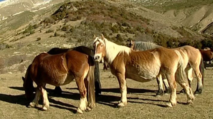 Caballos trashumantes de los Pirineos