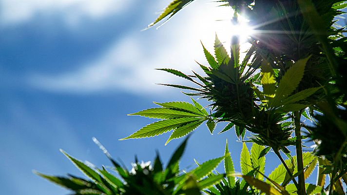 La noche temática - El filón de la marihuana