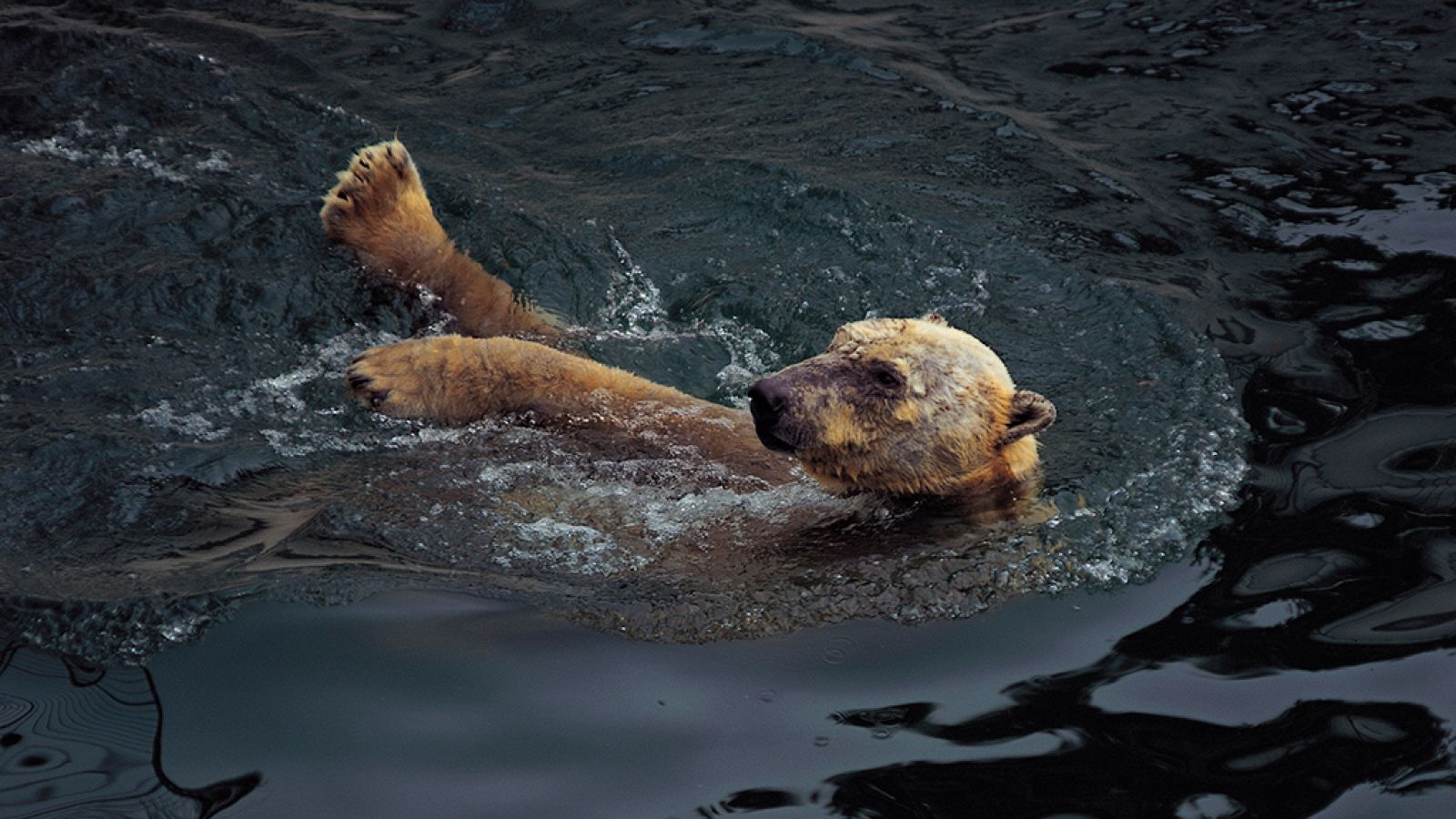 Grandes documentales - El verano del oso polar