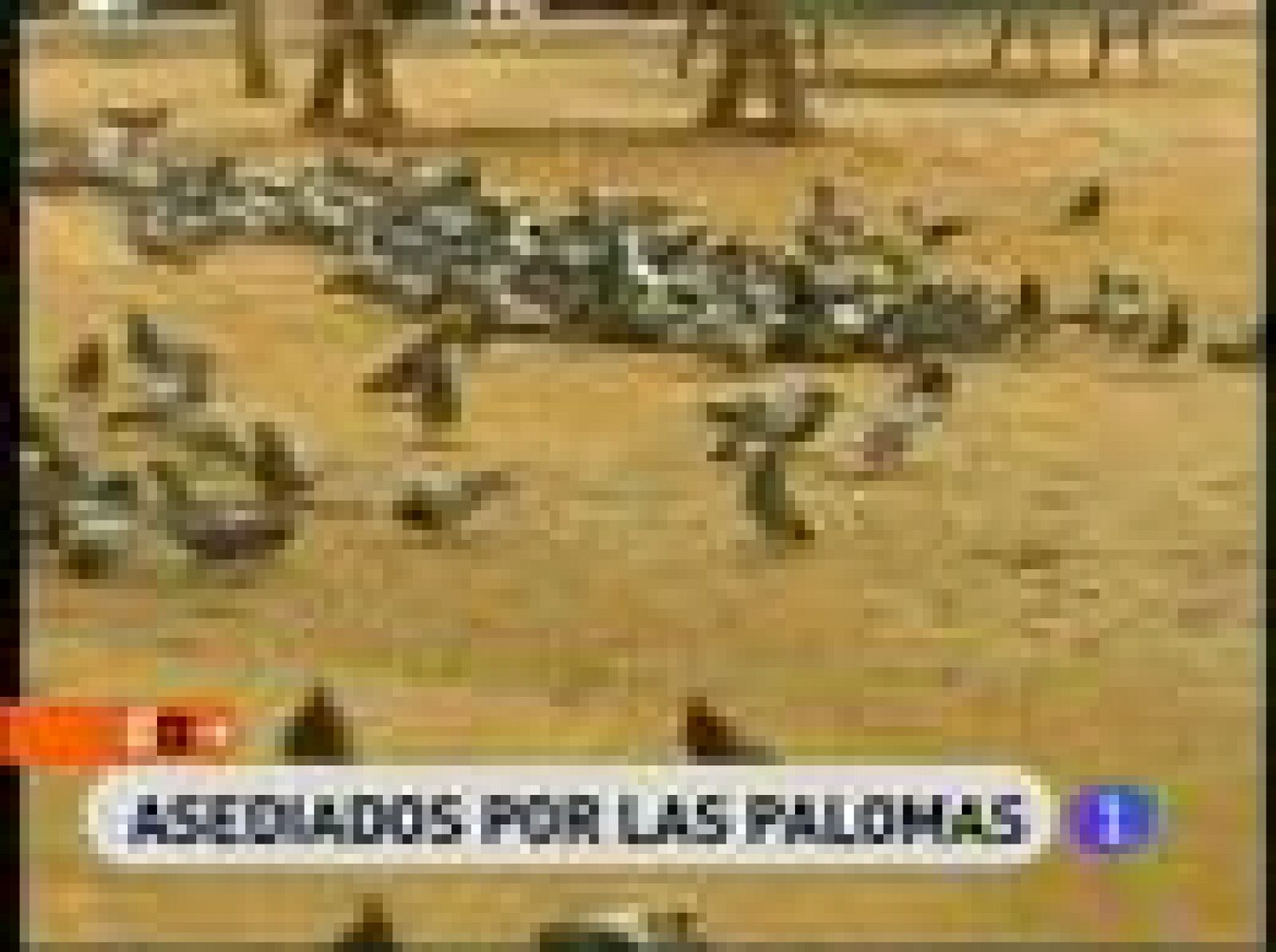 Aunque está prohibido alimentar las palomas hay gente que lo hace una y otra vez. Por este motivo, en Barcelona, Luisa lleva 3 años peleando con toda esta gente.