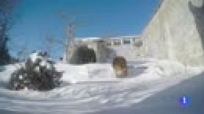 Telediario 1 - Europa tirita bajo la ola de frío siberiano