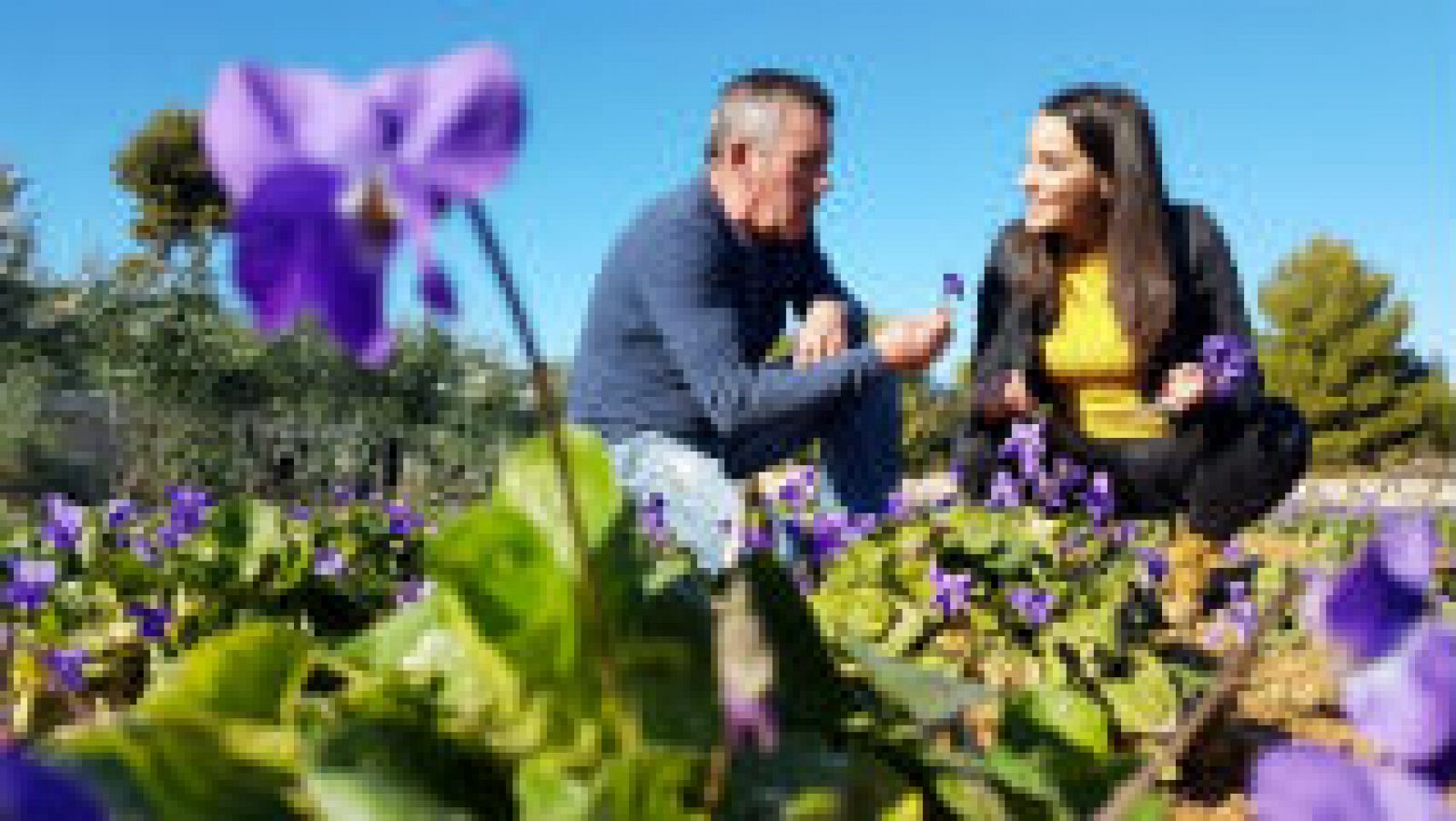 Cómo se cultivan las violetas