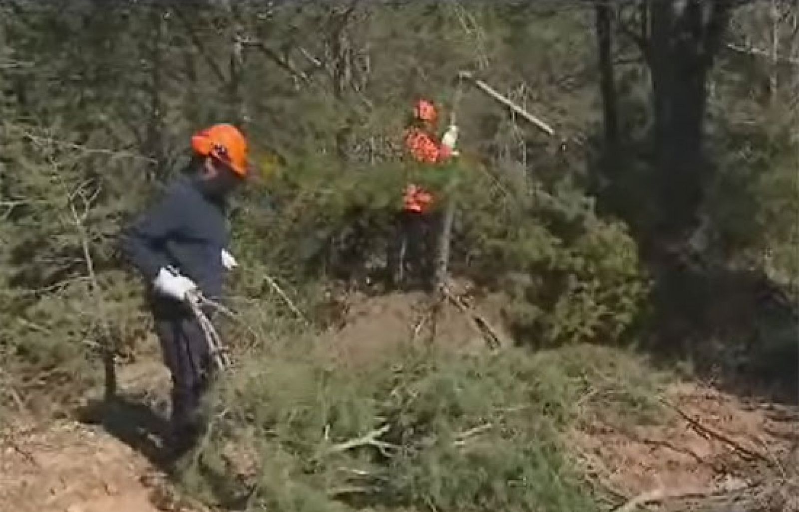 Unas mil personas que estaban en el paro han empezado a trabajar en la limpieza de los bosques catalanes castigados por los temporales de este invierno.