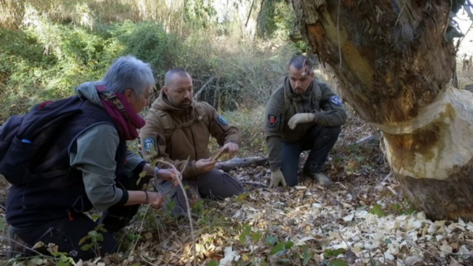 El escarabajo verde - Siguiendo el rastro