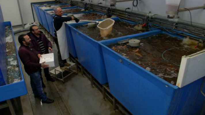 Aquí la Tierra - ¿Pescados en la huerta?