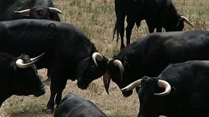Espacios naturales - La vereda de las reses bravas