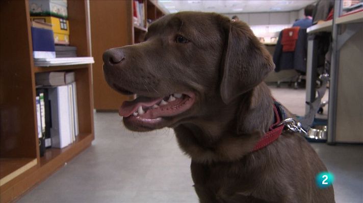 Tinc una idea - Un més de casa: animals amb companyia - Avanç