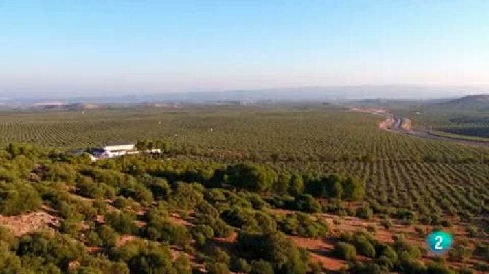 Las rutas Capone - Roberto conoce Jaén: un mar de olivos