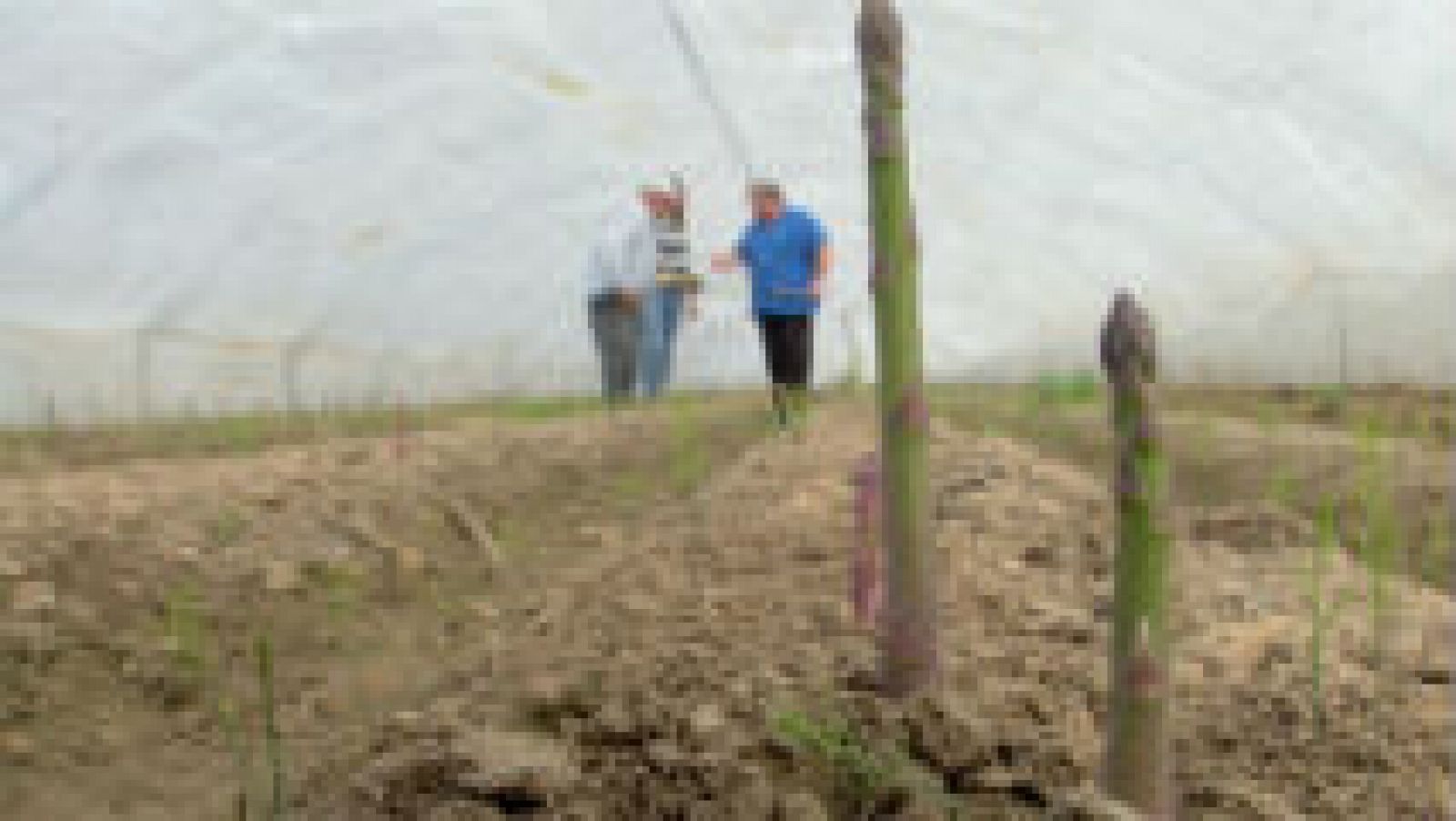 Lo que no sabías sobre los espárragos