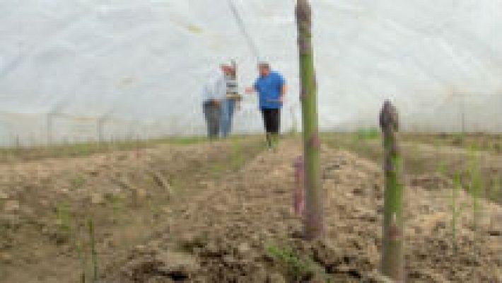 Aquí la Tierra - Lo que no sabías sobre los espárragos