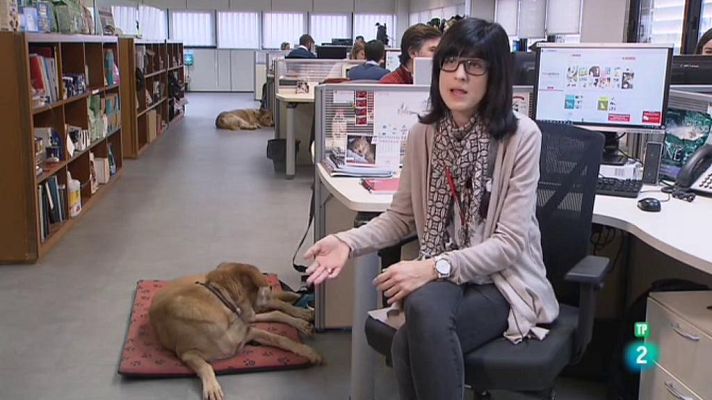 Tinc una idea - Un més de casa: animals amb companyia