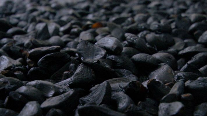 Aquí la Tierra - Propiedades del ajo y la cebolla negra