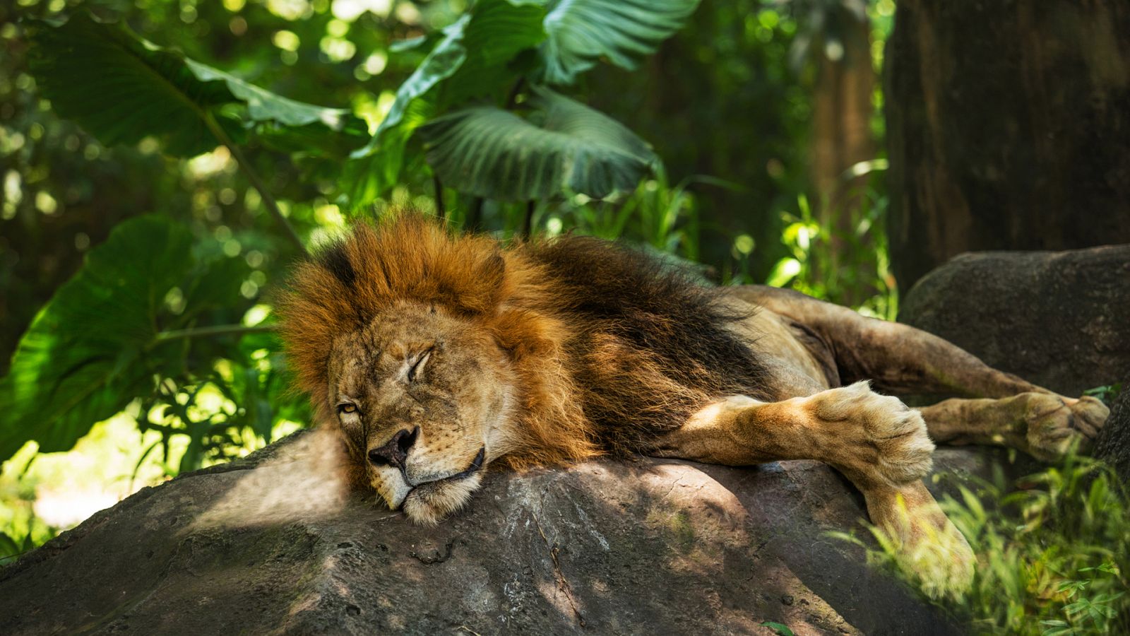 Grandes documentales - Animales a través de la noche: Durmiendo en el zoo - RTVE.es