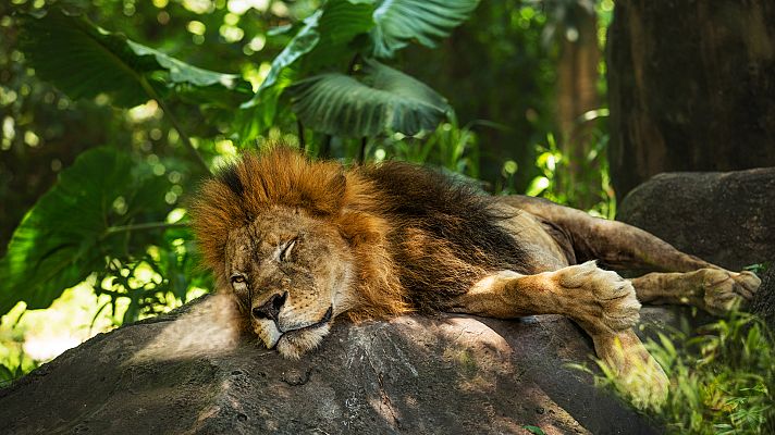 Animales a través de la noche: Durmiendo en el zoo