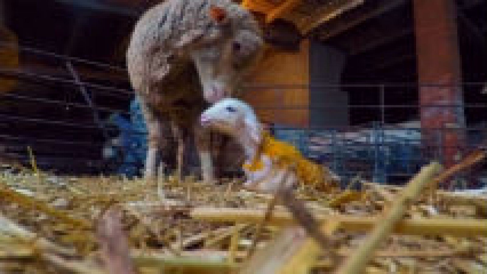 Cómo nacen los corderos 