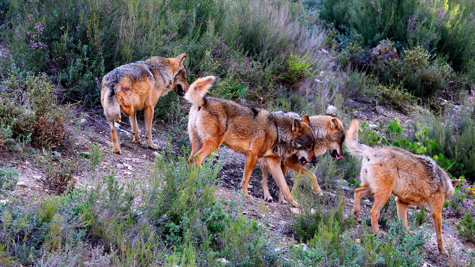 El hombre y la Tierra (Fauna ibérica) - El lobo - ver ahora