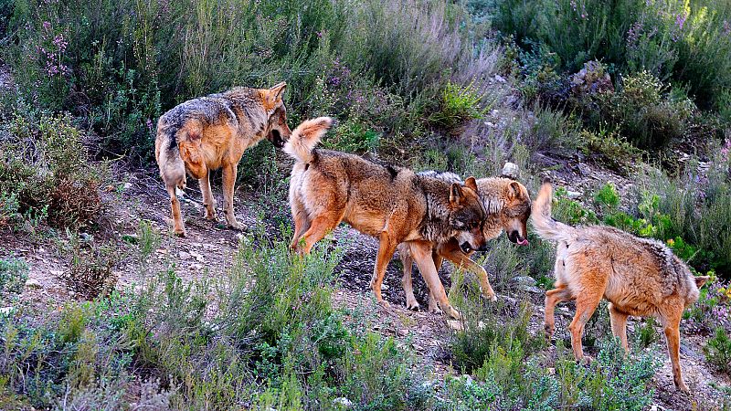 El hombre y la Tierra (Fauna ibérica) - El lobo - ver ahora