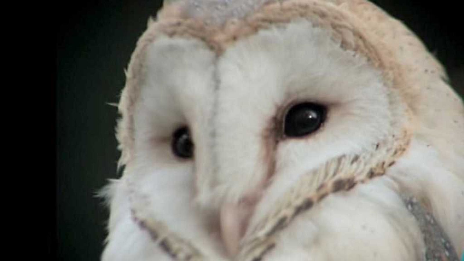 El hombre y la Tierra (Fauna ibérica) - Rapaces nocturnas 1 - ver  ahora