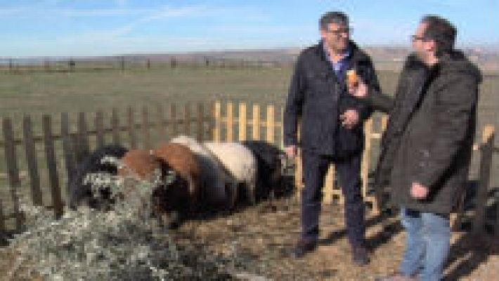 Aquí la Tierra - ¿De dónde viene el cerdo mangalica?