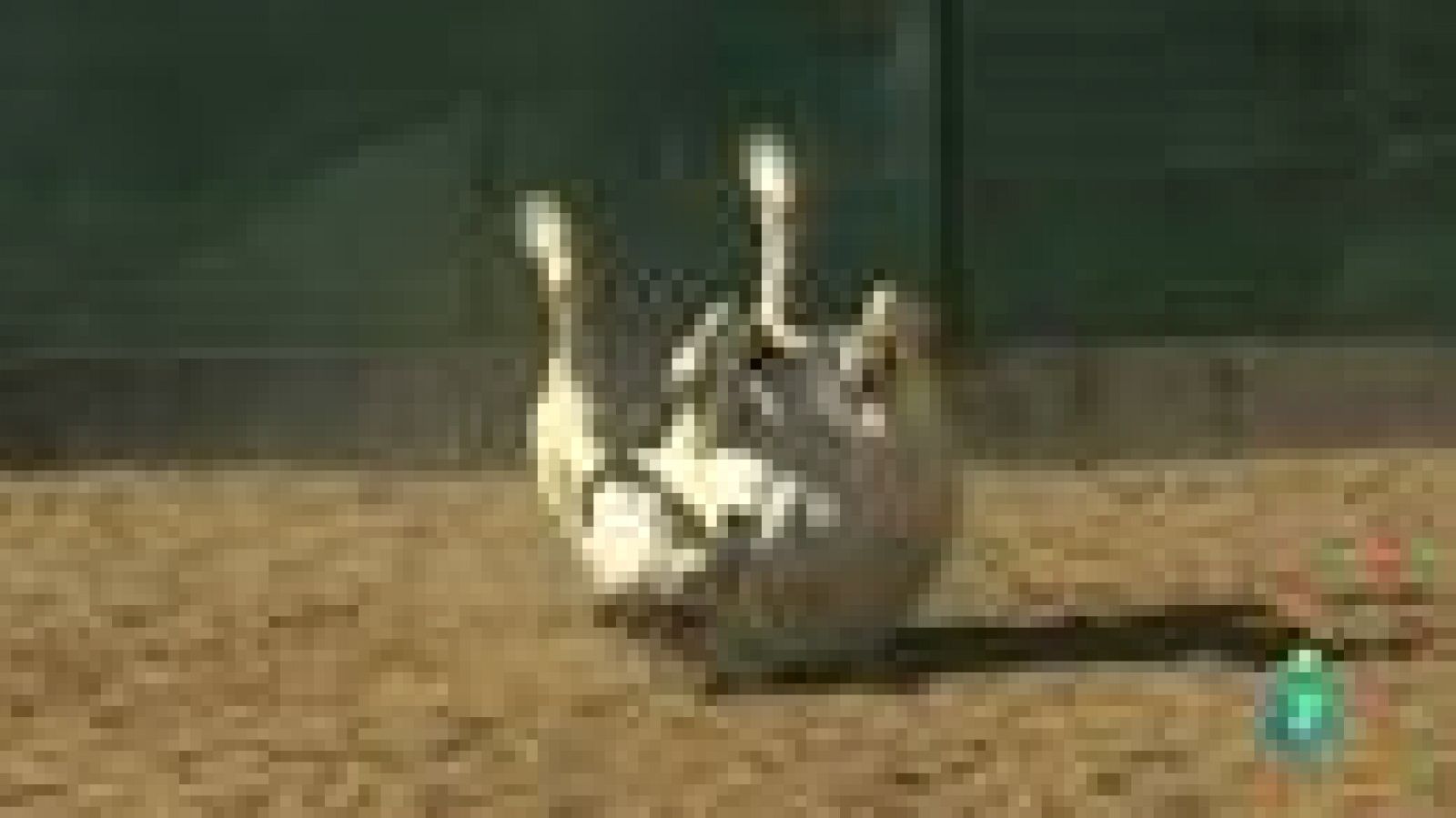 La Aventura del Saber. TVE. Caballos que educan