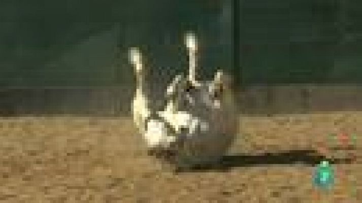 La aventura del Saber - Caballos que educan