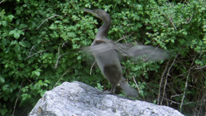 El hombre y la Tierra - El cormorán