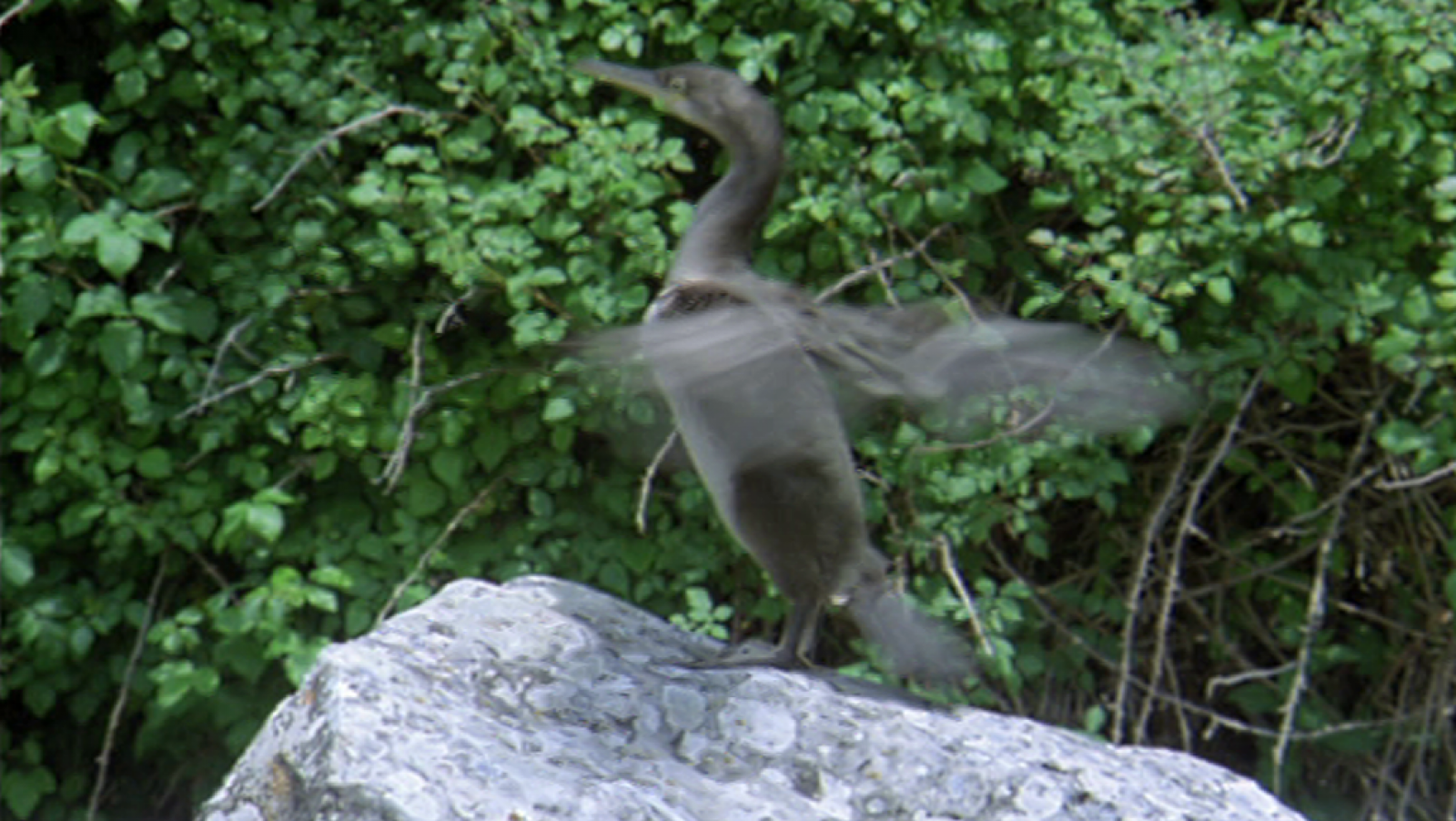 El hombre y la Tierra (Fauna ibérica) - El cormorán - ver ahora