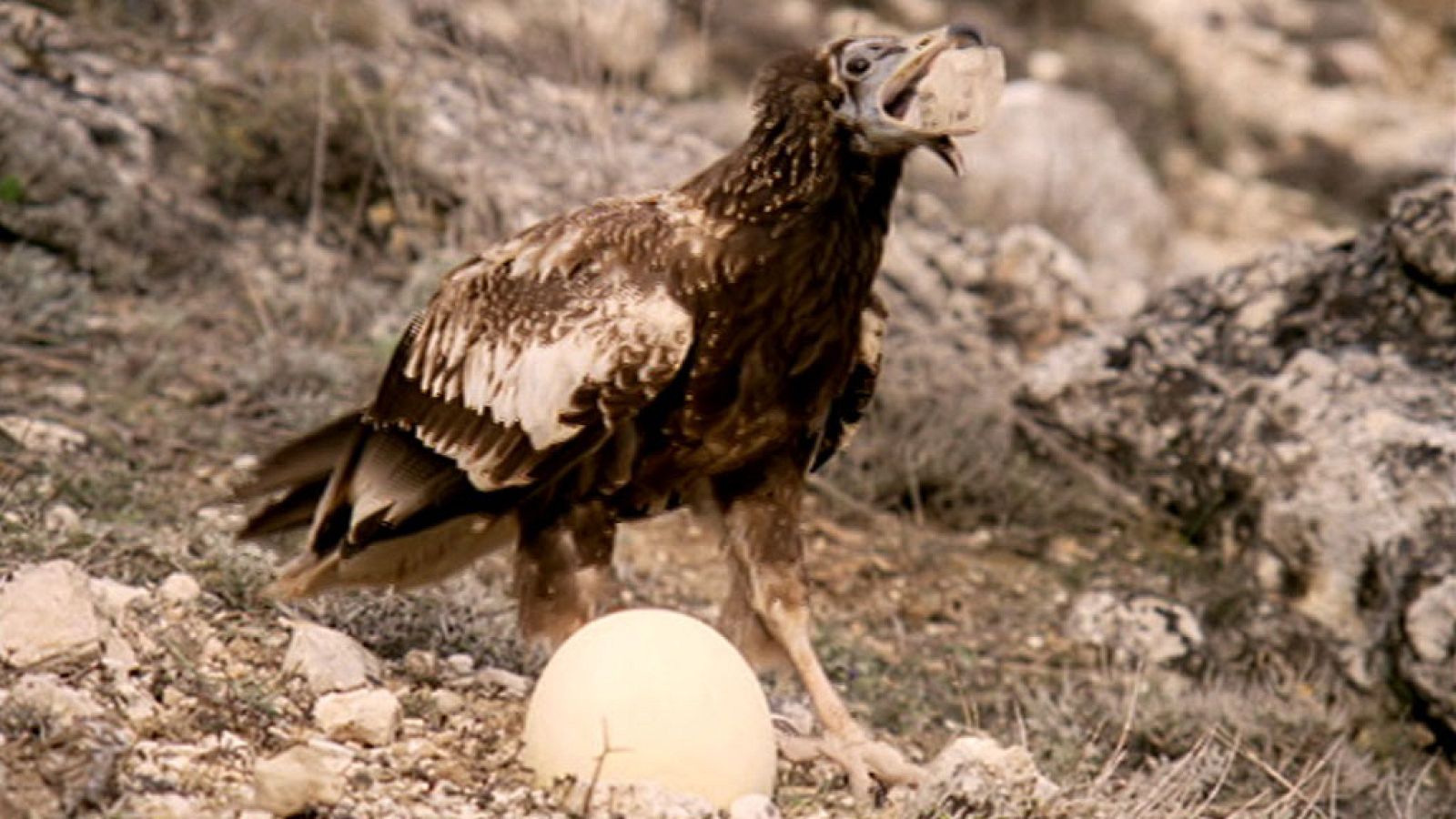 El hombre y la Tierra (Fauna ibérica) - El buitre sabio - ver ahora