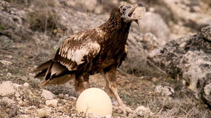 El hombre y la Tierra - El buitre sabio