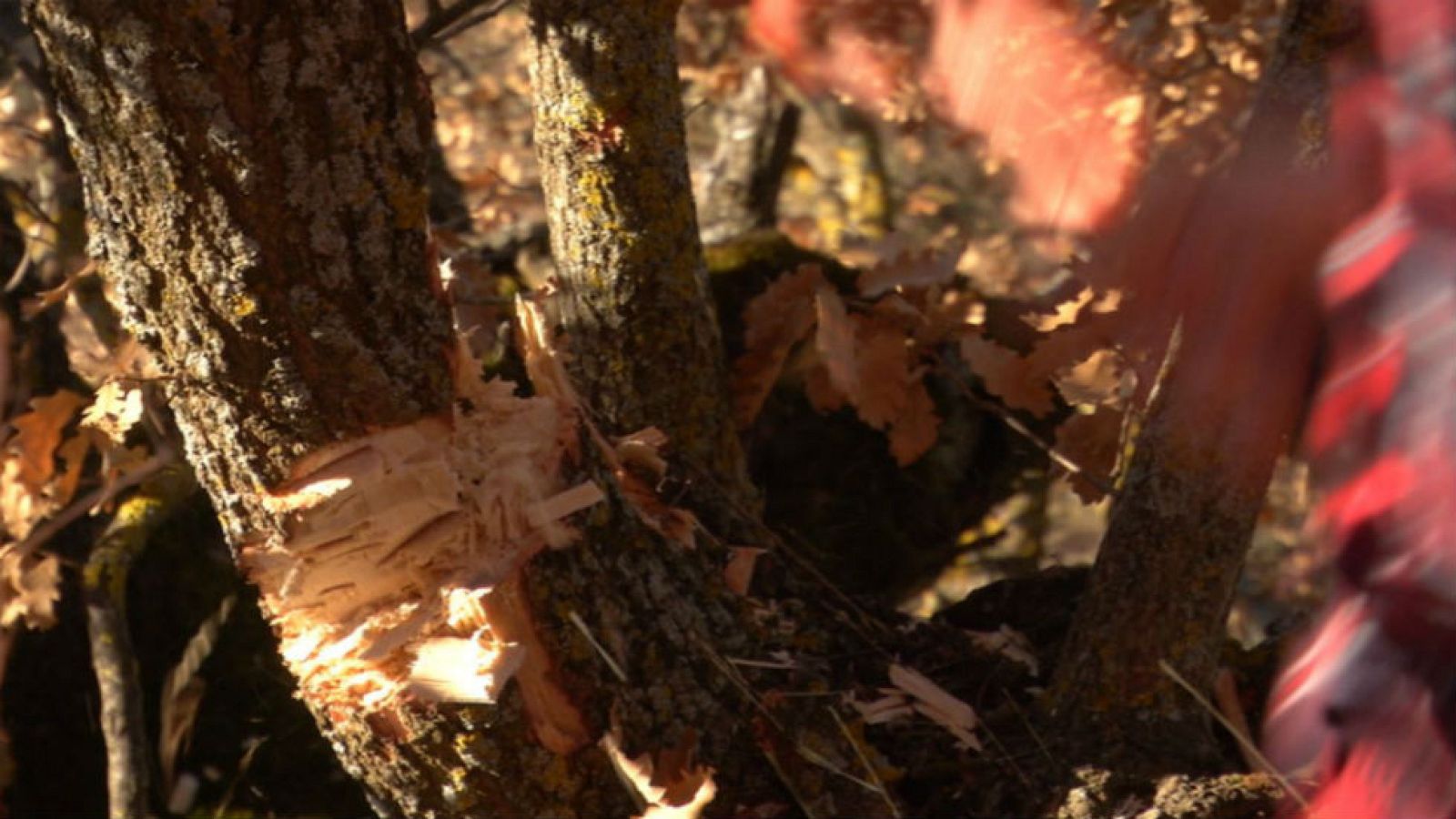 ¿Qué es el trasmocho?