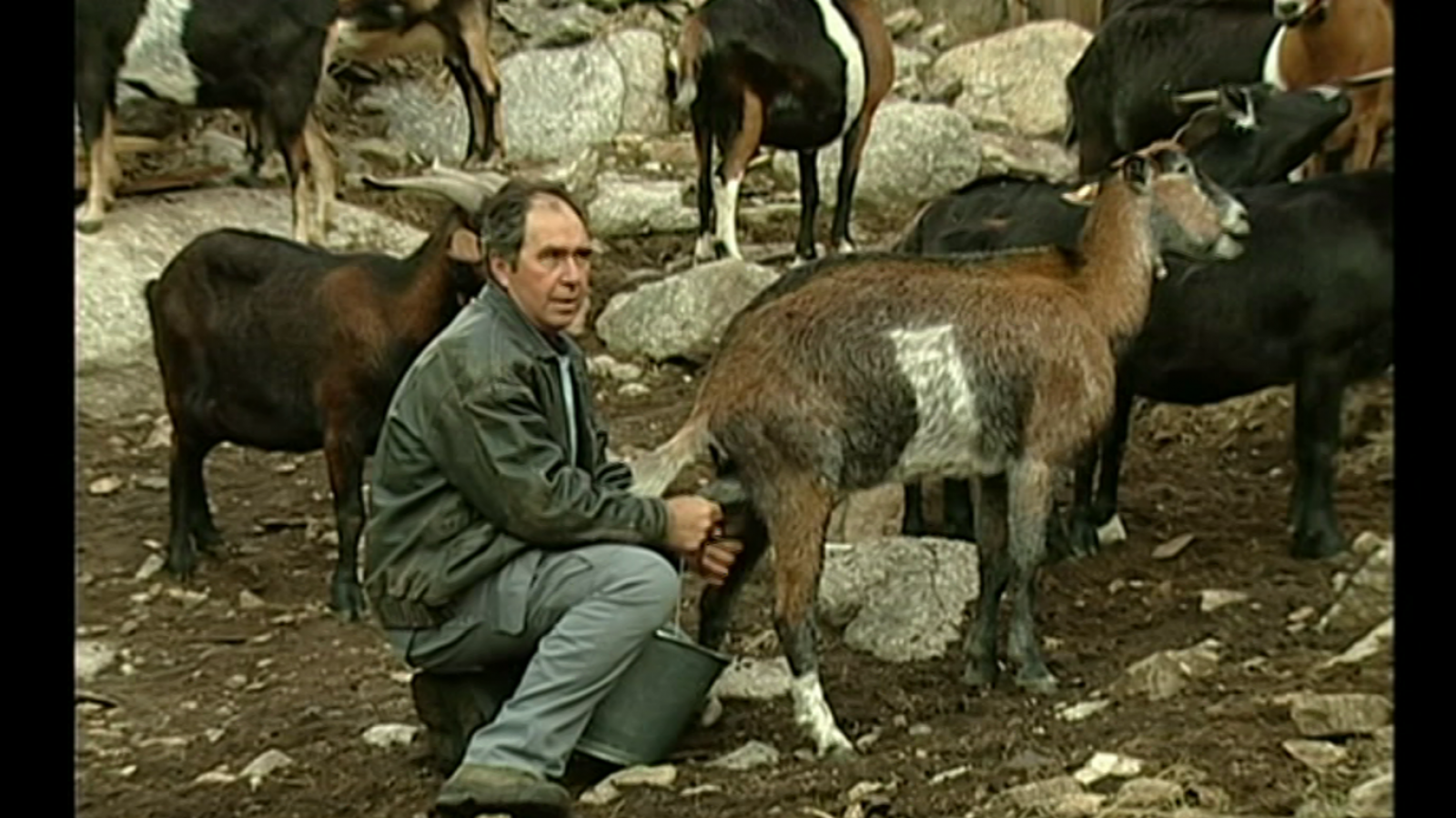 Espacios naturales "Huellas Trashumantes" - Cabreros trashumantes extremeños. Valle del Jerte - ver ahora