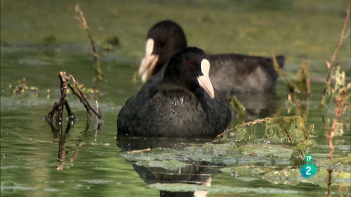 La aventura del Saber - Serie 'Reservas Ornitológicas': Los Albardales
