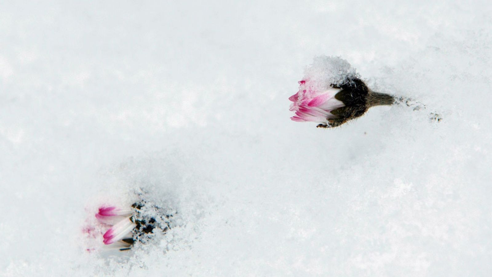 El tiempo: Baja la cota de nieve y se desploman las temperaturas      | RTVE Play