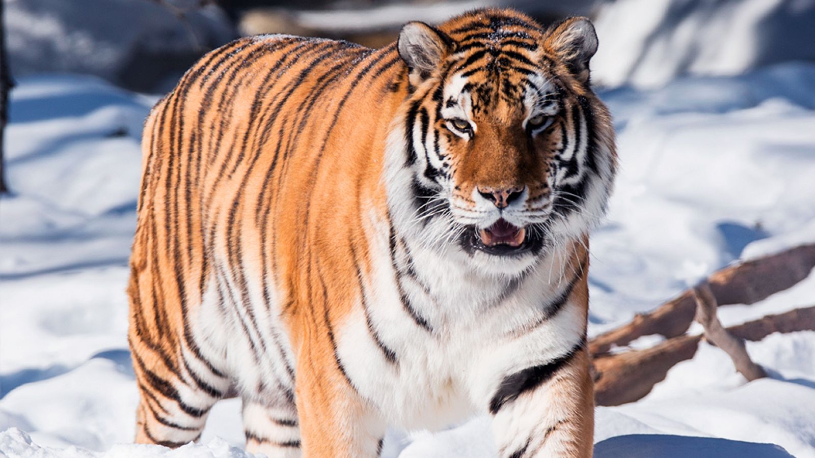 Grandes documentales - A la caza del tigre ruso