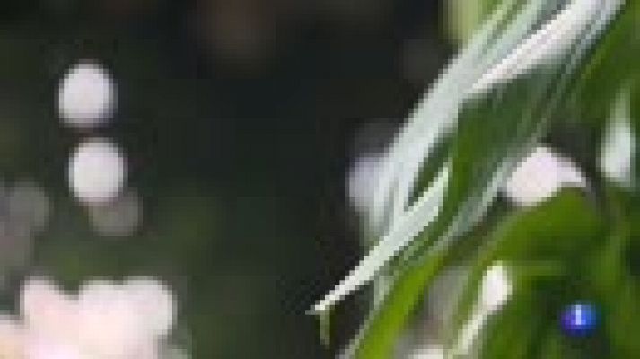 Telediario 1 - El botánico Carlos Magdalena comparte en un libro su experiencia salvando especies