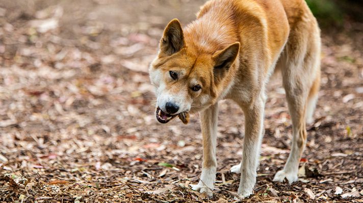 El verdadero Dingo