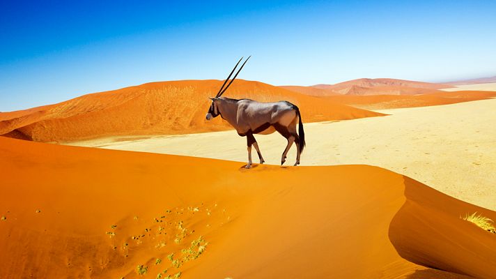 El reino del desierto de Namibia