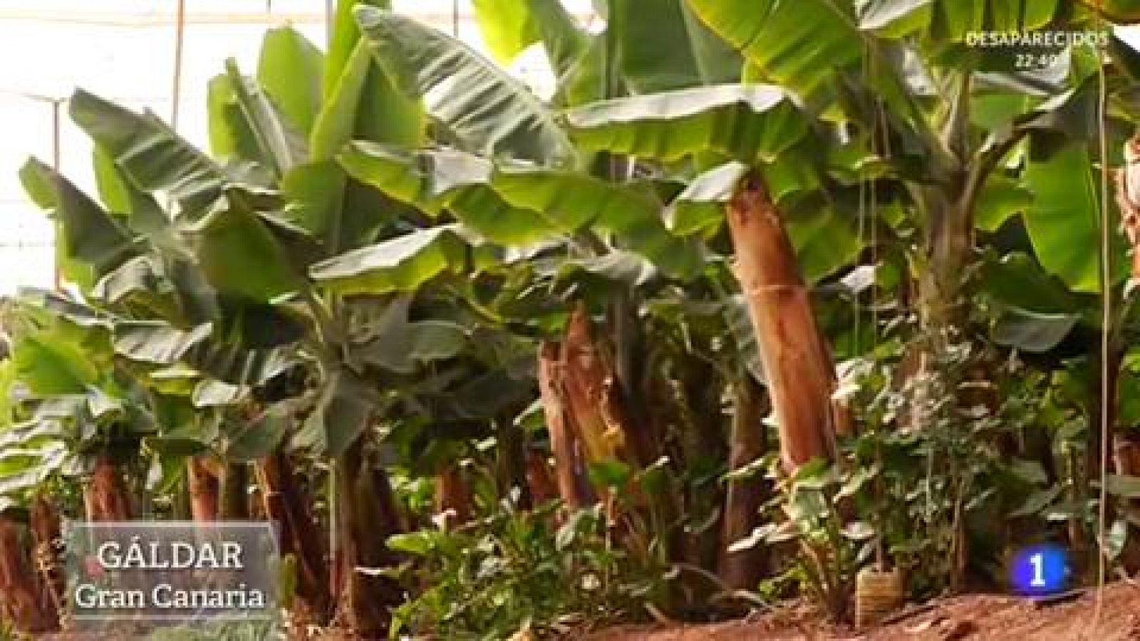 Cómo se cultivan los plátanos