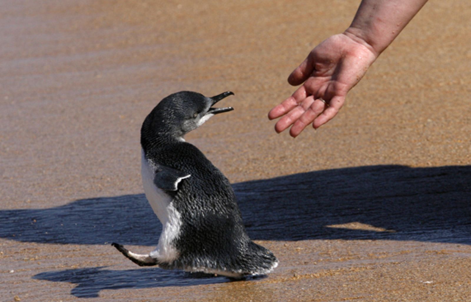 El pingüino que no quería volver a casa