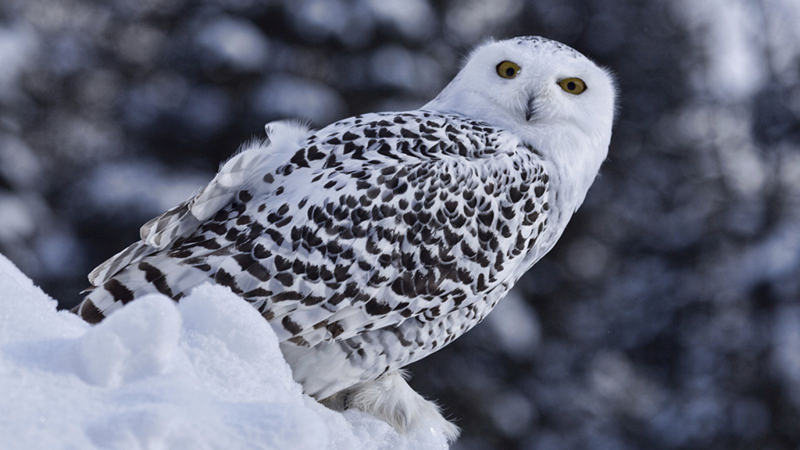 Grandes documentales - La hembra de búho nival - La reina del Norte - ver ahora