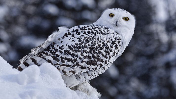 Grandes documentales - La hembra de búho nival - La reina del Norte