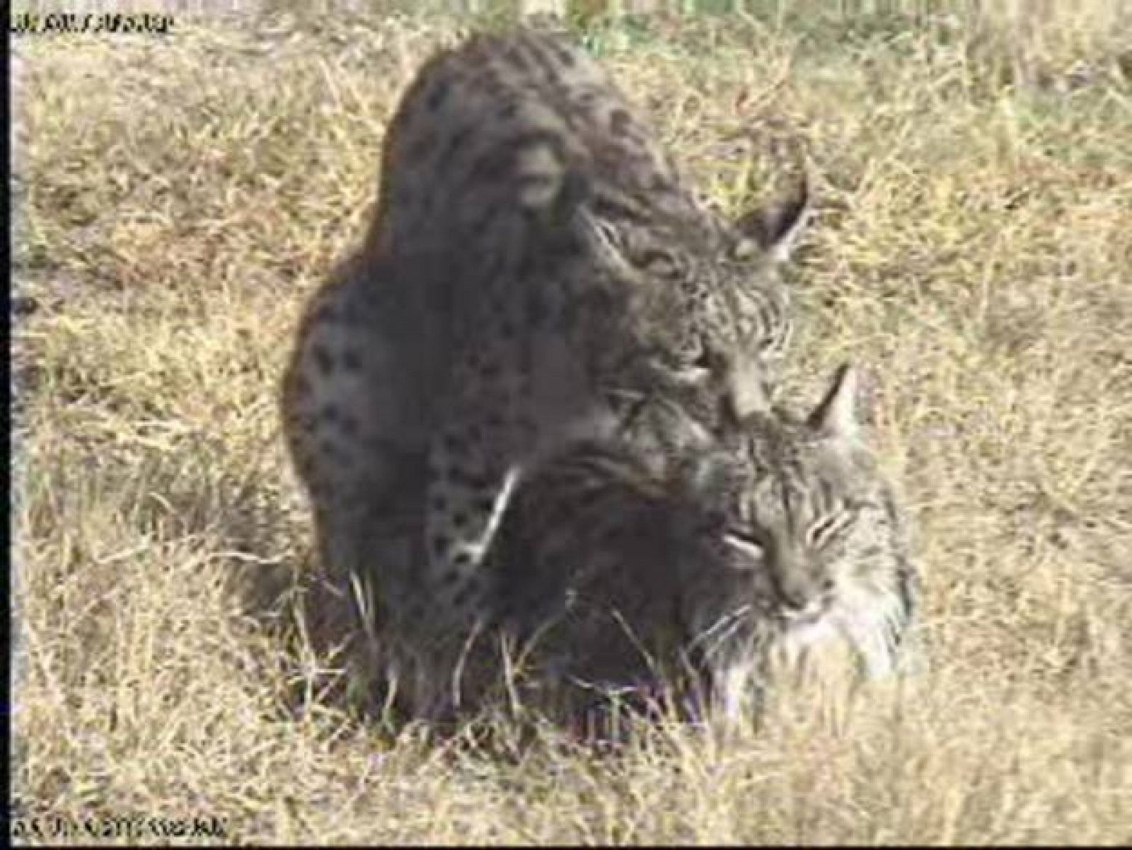 La cópula de dos linces en el Parque de Doñana