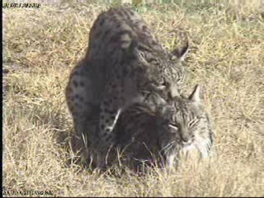 La cópula de dos linces