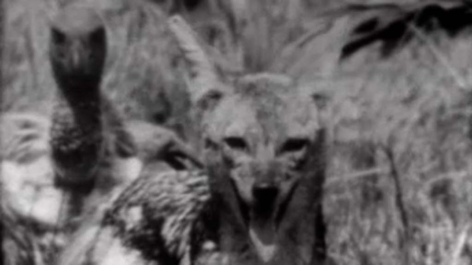 El planeta azul: Los carroñeros | RTVE Play