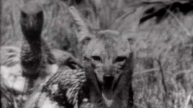 El planeta azul - Los carro�eros