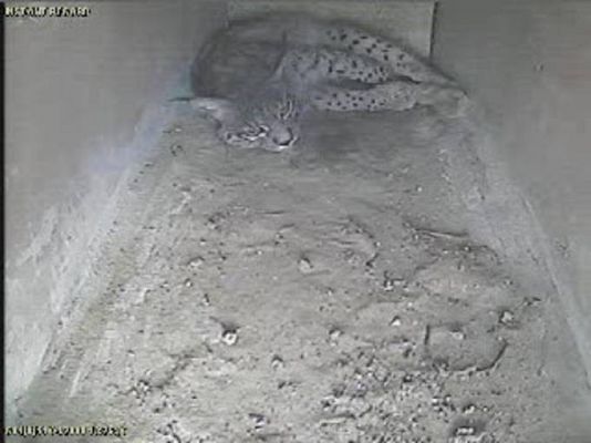 Ciencia y tecnología en Rtve.es - Parto del lince