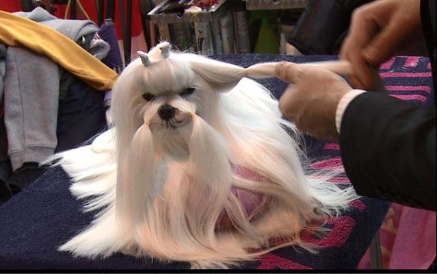 Repor - Aristoperros